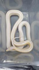Kornnatter Weibchen Adult