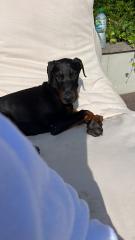 Dobermann Welpe 15 Wochen