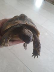 Griechische Landschildkröten w 2008