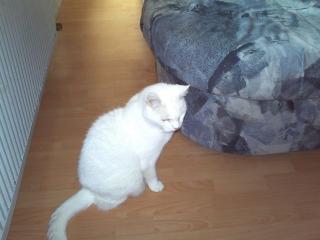 Kater kimba