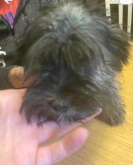 Yorkshire terrier Mix