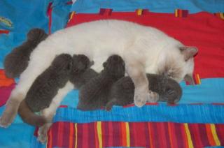 Sehr schöne BKH- Katzen-Babys zu verkaufen