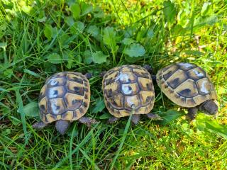 Griechische Landschildkrötenbabys