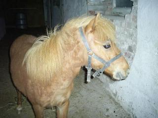 Kleines süßes Minipony
