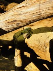 Stachelschwanzwaran Varanus acanthurus männlich, ca. 5 Jahre alt