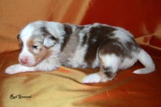 Australian Shepherd Welpen in Red Merle, Red Tri und Black Tri Hündinnen und R