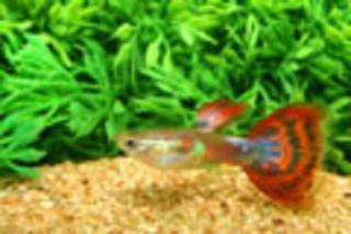 Cobra Guppymänner Rot schleierschwanz