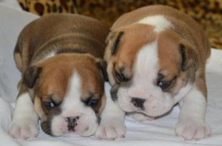 Englische Bulldogge Welpen mit Stammbaum