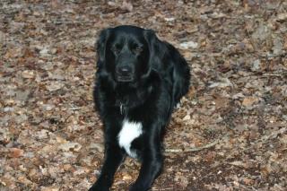 Bordercollie-Neufundländer Hündin ZU VERKAUFEN