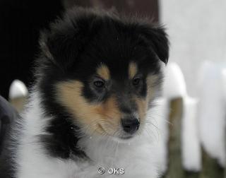 Colliewelpen amerikanischer Linie