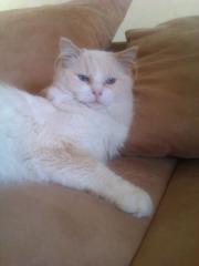 Wunderhübscher Ragdoll