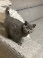 Britisch Kurz Haar BHK Kitten Kater