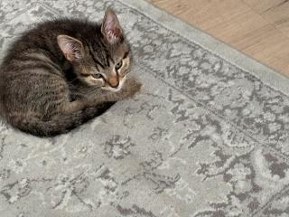 Katze braucht neuen Dosenöffner