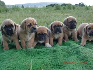 Wir haben Pugglewelpen
