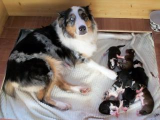 Australian Shepherd Welpen