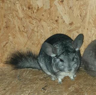 Chinchilla Standart Rpat Bock