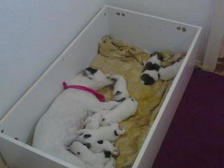 Jack-Russel-Mix Welpen