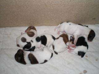 Süße Jack Russell - Rasselbande