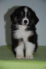 Australian Shepherds und Mini Aussie Welpen