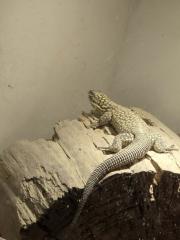 Stachelschwanz Waran Yellow Ackie mit Terrarium