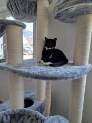 Katze gesucht