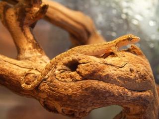 Jungferngeckos Lepidodactylus lugubris