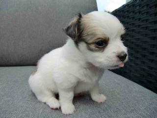 Chihuahua WELPEN langhaar suchen neues Zuhause