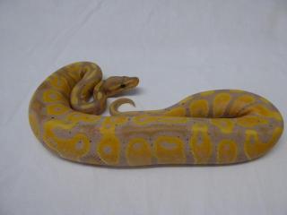 1. 0 - Coral Glow 100 het Piebald CB 2021