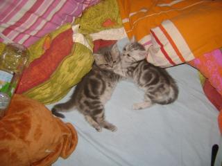BKH Kitten Wiskas