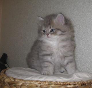 Perserkaterchen mit Nase