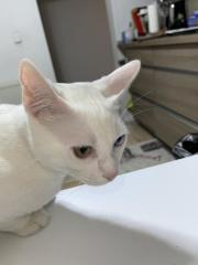 Deckkater 2 verschiedene augebfarben