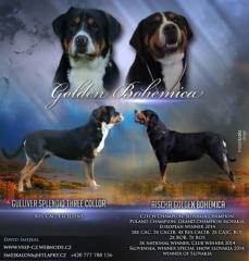 Grosser Schweizer Sennenhund mit FCI Stammbaum