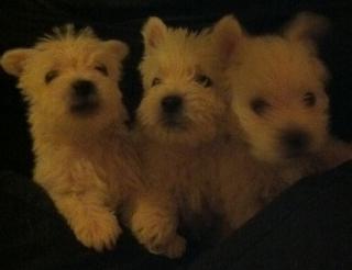 West Highland Terrier Ab 9. 7 Abzugeben