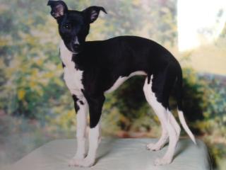Junge whippet Dame sucht neues Zuhause