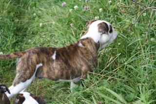 Continental Bulldogs vom Rhönkennel