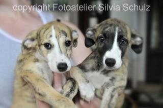 Whippet Welpen mit VDH-Papieren abzugeben
