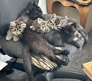 6 junge Katzen suchen ein Zuhause