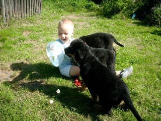 Rottweiler-welpen - nur noch 3 Rüden da