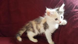 Langhaariges Türkisch Angora Mix Kitten weibl. Glückskätzchen