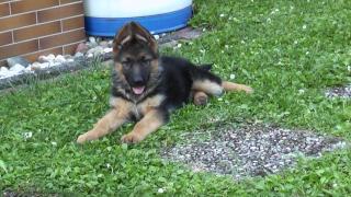 Schäferhund Weibchen abzugeben