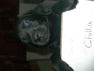 Zwei süsse Labradorwelpen m schwarz