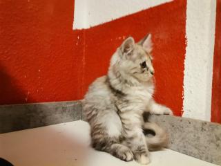 Maine Coon Kitten zum Knutschen