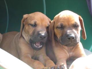 Reinrassige Rhodesian Ridgeback Welpen