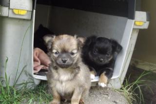 Chihuahua babys