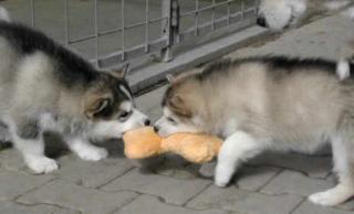 Alaskan Malamute Welpen