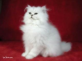 Perser und Exotic-Kitten in silver und chinchilla