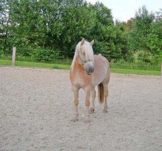 Reitbeteiligung an jungen Haflinger
