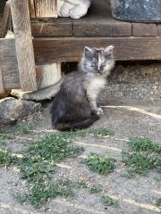 Katzenjunges abzugeben