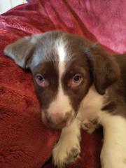 Border Collie Mix welpen