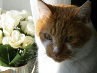 Katze abzugeben
